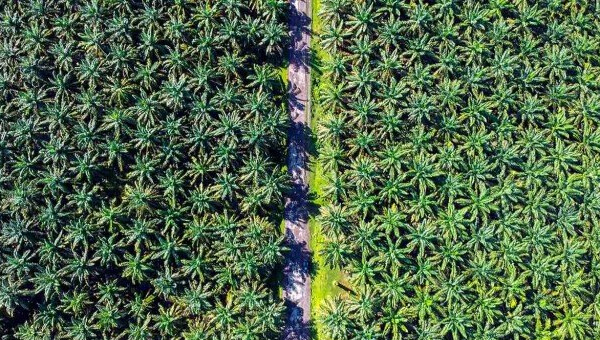Palm Oil Plantation Investment (1)